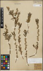 Foto von Salix repens subsp. incubacea (L.) A. Neumann